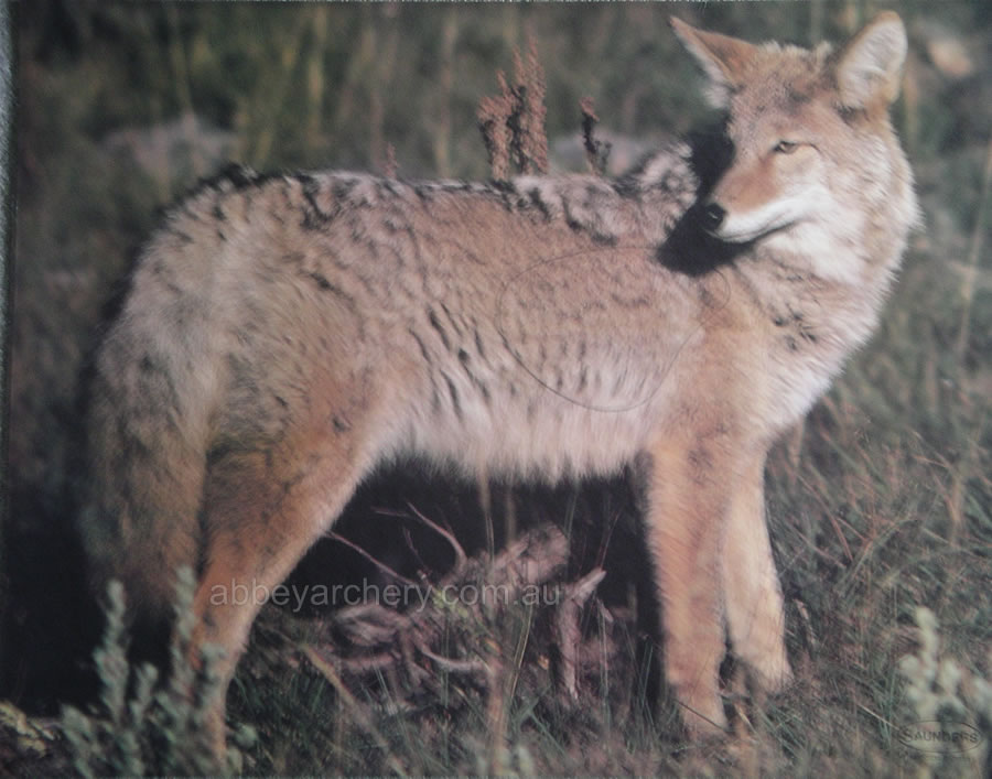 Coyote Animal Target Face large image. Click to return to Coyote Animal Target Face price and description
