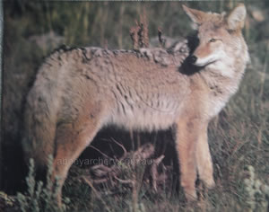 Coyote Animal Target Face image