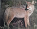 Coyote Animal Target Face image