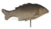 Delta Carp image