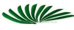 Trueflight Feathers 5" Kelly Green pack 25 image
