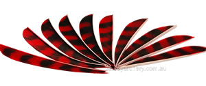 Trueflight Feathers 5" parabolic barred red pack 100 image