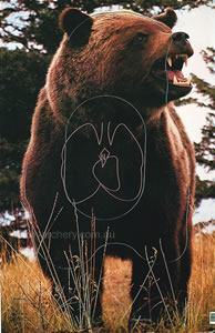 Bear Animal Target Face image