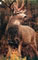 Deer Animal Target Face image