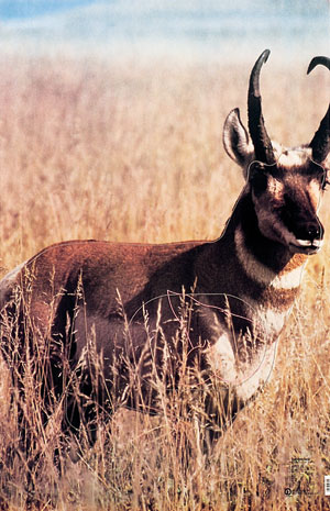 Antelope Animal Target Face image