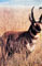Antelope Animal Target Face image