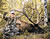 Vicki-cianciarulo-with-the-hoyt-vicxen-bow