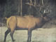 Elk Animal Target Face - click for more information