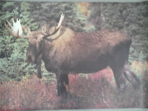 Moose Animal Target Face image