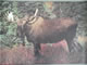 Moose Animal Target Face - click for more information