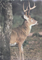 Whitetail from behind tree Animal Target Face - click for more information