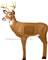 Delta Broadhead Buck - click for more information