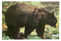 Bear Animal Target Face - click for more information