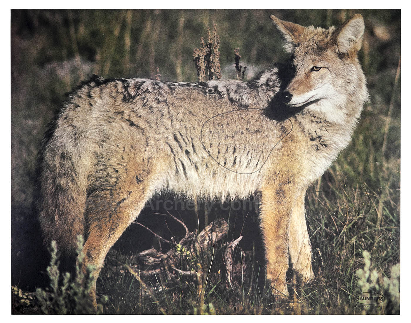 Coyote Animal Target Face large image. Click to return to Coyote Animal Target Face price and description