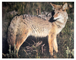 Coyote Animal Target Face - click for more information
