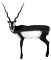 Delta McKenzie Pro 3D Black Buck - click for more information