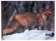 Small Animal Target Face Pack of 6 - click for more information