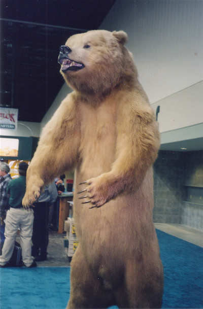 This North American Bear is quite remarkable for its sheer size, shot many years ago by the legendary bowhunter Fred Bear