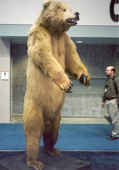 Notice how the man in the background is dwarfed by the size of the bear