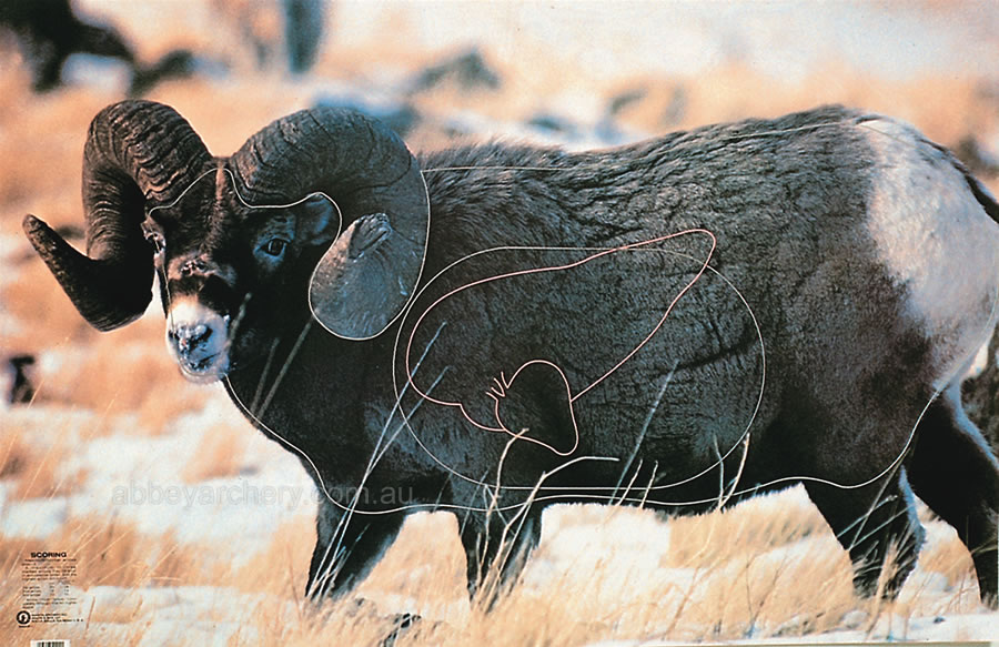Whitetail Bighorn Sheep Animal Target Face large image. Click to return to Whitetail Bighorn Sheep Animal Target Face price and description