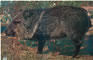 Javelina Animal Target Face - click for more information