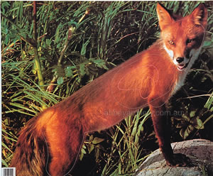 Red Fox Animal Target Face image