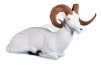 Rinehart 3D Bedded Dahl Sheep IBO - click for more information
