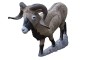 Rinehart Corsican Ram - click for more information
